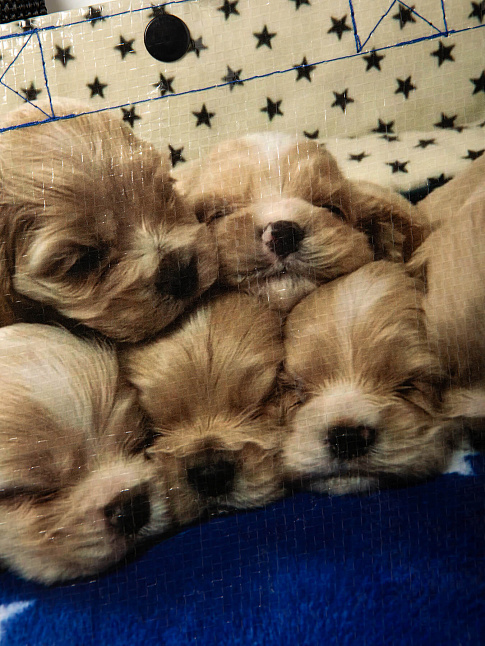 Сумка Спящие щенки (размер one size, цвет Разноцветный)