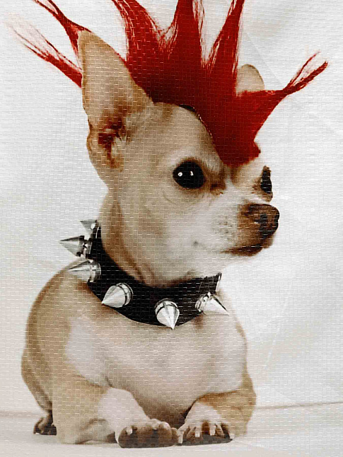 Сумка CHIHUAHUA PUNK (размер one size, цвет Разноцветный)